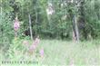 1620 N Bow Street , Wasilla, AK