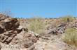 1682 E Desert Willow Drive , Phoenix, AZ