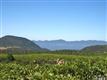 Napa