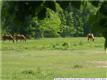 47419  La Hwy 937 , St Amant, LA