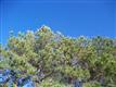396  Autumn Pheasant Loop , Calabash, NC