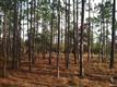 3119  Moss Hammock Wynd , Southport, NC