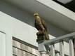 22 Main (Hyannis) St, Hyannis, MA 02601