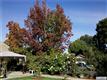 1919  Cordoza Street , Corona, CA