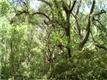 0  Chisolm Rd , Johns Island, SC