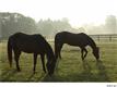840  Stallion Spirit Trail , Clover, SC