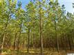 15328  Pavilion Hill Circle , Huntersville, NC