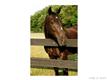 973  Stallion Spirit Trail , Clover, NC