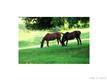 785  Rocky Hollow Trail , Clover, NC