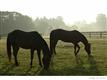 615  Cherokee Farms Trail , Clover, SC