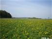 2240  Juddville Rd , Cazenovia, NY