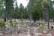 8 Dancing Rock Loop, Bend, OR 97707