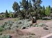 0 Bearing Ct, Bend, OR 97701