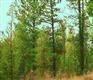 4  Big Buck Lane , Bend, OR