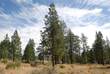 18863  Sutherland Ct 