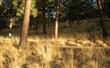 1790 NW Wild Rye Circ , Bend, OR