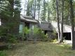 70933  Chicory , Black Butte Ran, OR