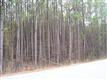 0  Lindsey Circle , Newberry, SC