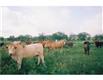 100 County Road 308, Orange Grove, TX 78372