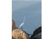 3 Pot Rock Island,   Thimble Islands, Branford, CT 06405
