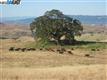Livermore