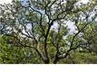 16A  Ivy Ln , Point Washington, FL