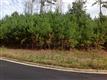 Alpharetta