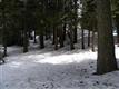 41152  Woodridge Ln , Shaver Lake, CA