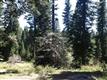 2  Timber Ridge Rd/ , Shaver Lake, CA