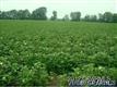 0 Nc Hwy 11, Bethel, NC 27812