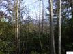 Lot  3 Lo Branam Hollow Road, Gatlinburg, TN 37738