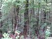 1120 Back Ridge Court #Lot 2