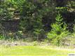 Lot 9 /14 Acres  Deer Trail Way , Seymour, TN