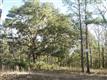 142  Old Haig Point Rd , Daufuskie Island, SC