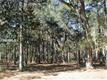 46 Martinangel Ln, Daufuskie Island, SC 29915