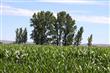 0  Hillview Road , Emmett, ID