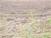 1109  Eisenhower Street , Pharr, TX
