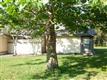 233  Antler Ct , Casselberry, FL