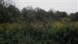 Homer Glen