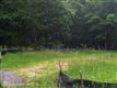 5909  Salaberry Street , Fairfax, VA