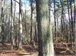 6509 Kent Point Road, Stevensville, MD 21666