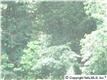 1712  Wellman Avenue , Huntsville, AL