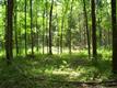 0  Jack Branch Rd , Waverly, TN