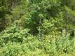 0  Morgan Rd. Tract 2 , Rockvale, TN