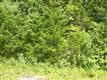 0  Morgan Rd., Tract 3 , Rockvale, TN