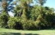 96005  Park Place , Fernandina Beach, FL