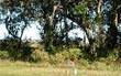 96005 Park Place, Fernandina Beach, FL 32034