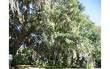 LOT 44  Hickory Nut Court , Fernandina Beach/Amelia Island, FL