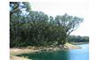 LOT 44  Brady Point Road , Fernandina Beach, FL