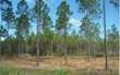 34308 Loblolly Lane, Callahan, FL 32011